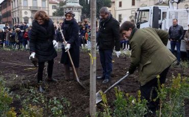 In piazza San Marco arrivati i nuovi olmi